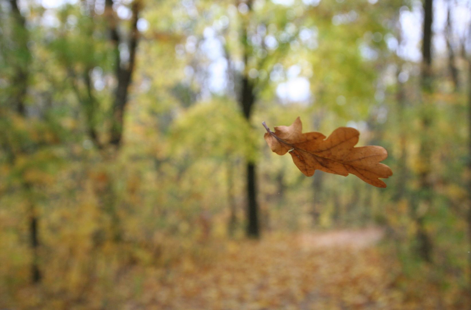 Das Blatt - Hallo Herbst