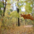 Das Blatt - Hallo Herbst