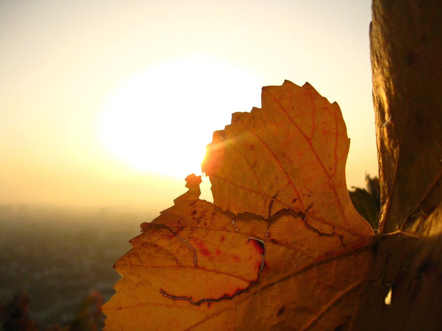 Das Blatt hat 'n Riss!