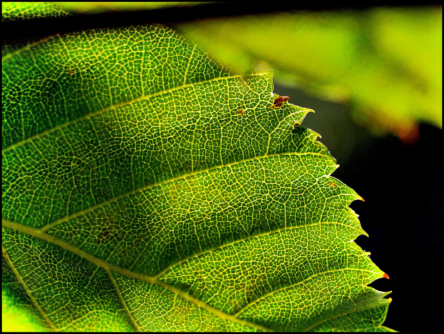 Das Blatt  HDR