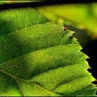 Das Blatt  HDR