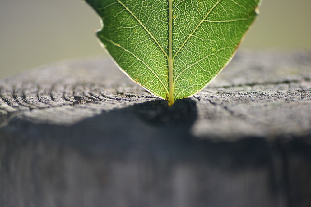 Das Blatt im Holz