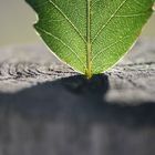 Das Blatt im Holz