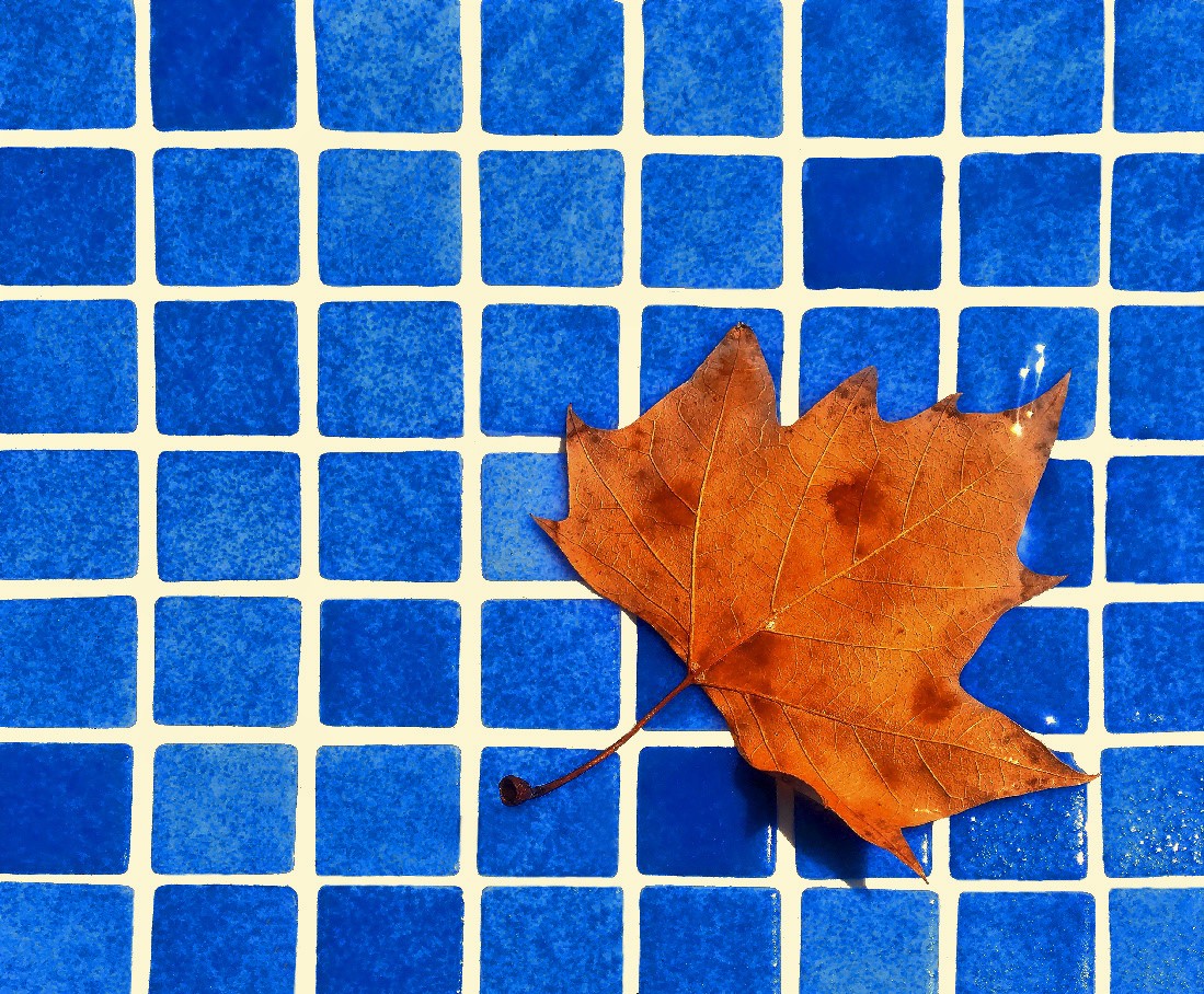 Das Blatt im Pool