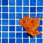 Das Blatt im Pool