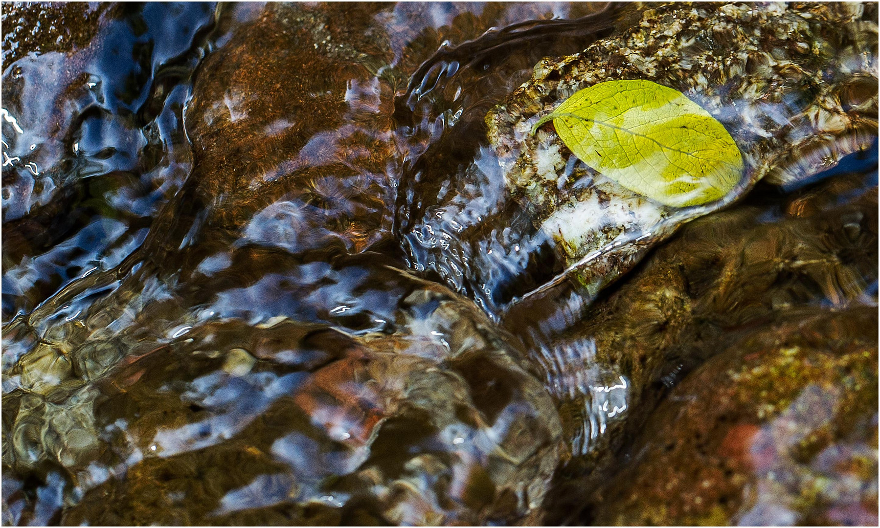 Das Blatt im Wasser......