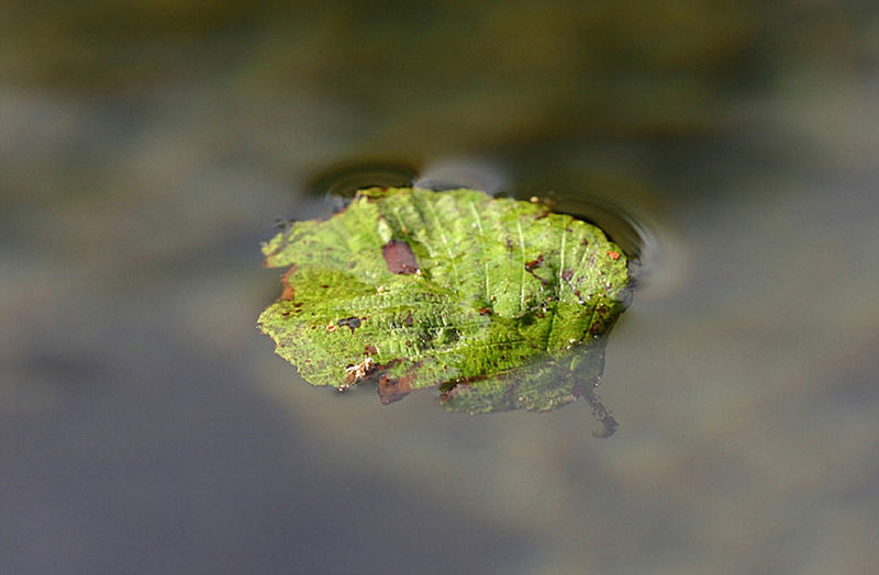 Das Blatt im Wasser