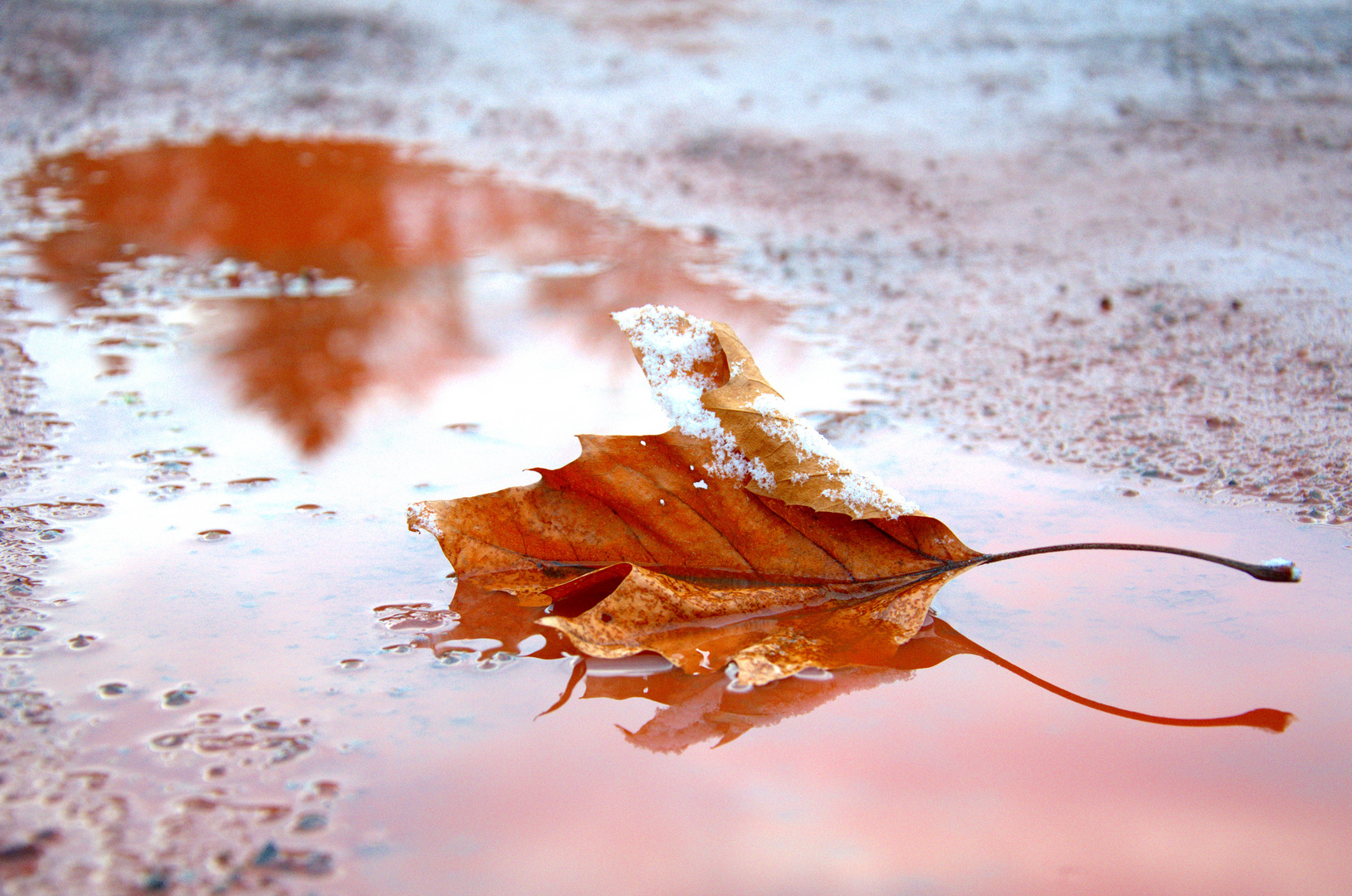 Das Blatt im Winter