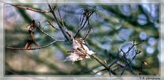 das Blatt in Sonnenlicht