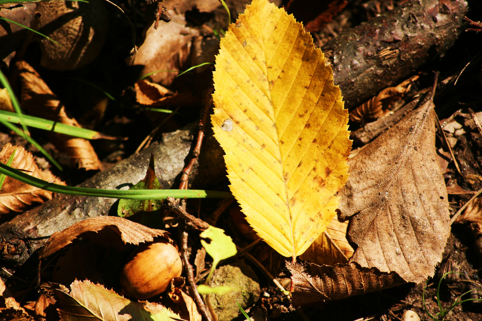 Das Blatt ist gefallen...