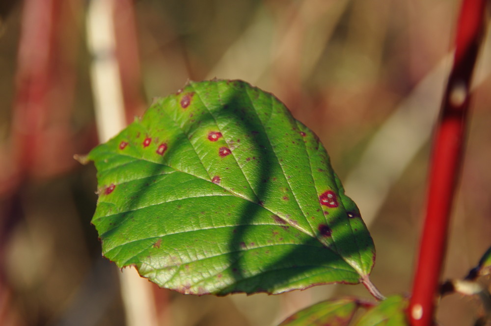 Das Blatt mit dem "S"