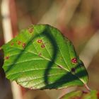 Das Blatt mit dem "S"