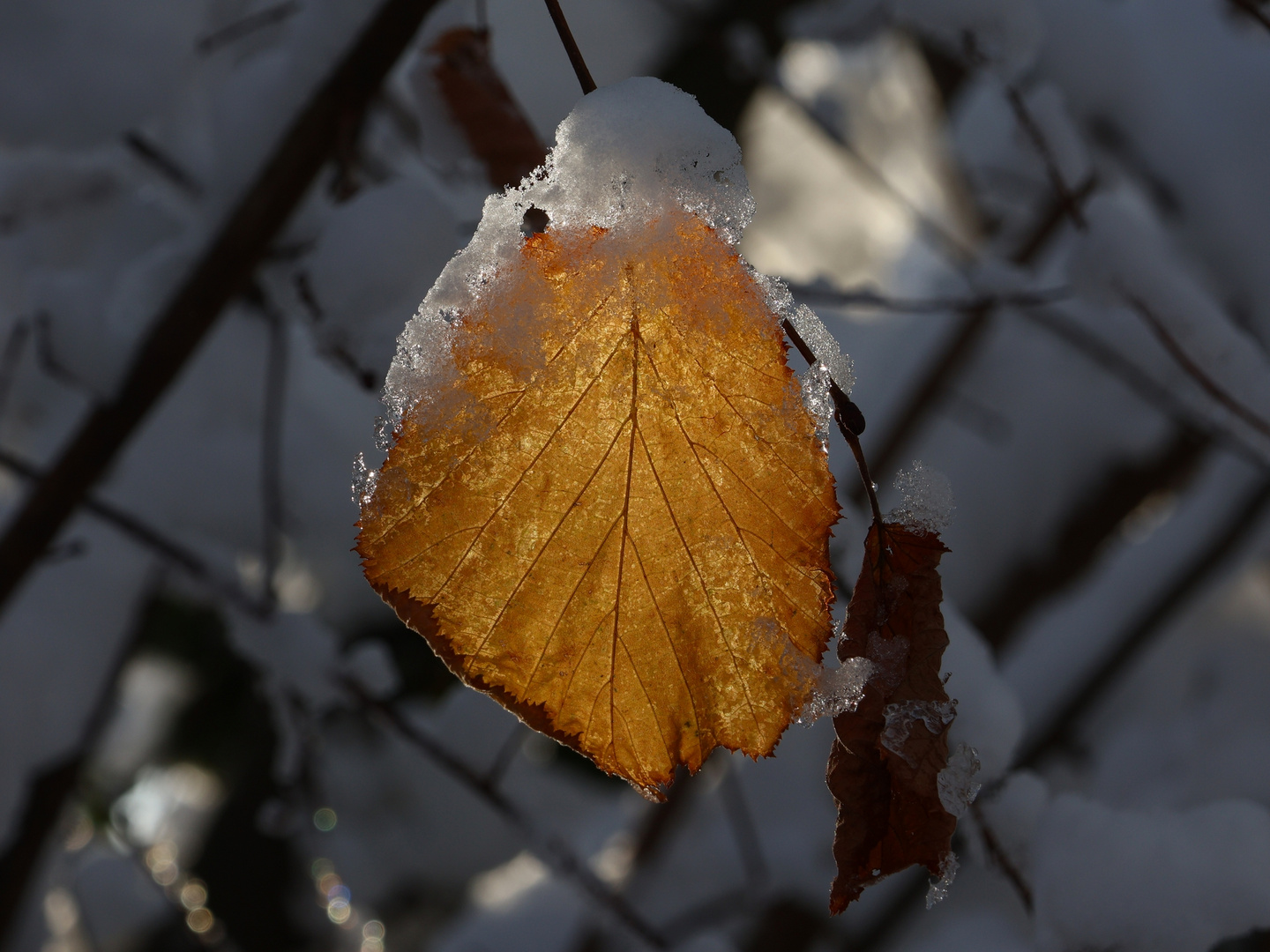 Das Blatt mit Gegenlicht