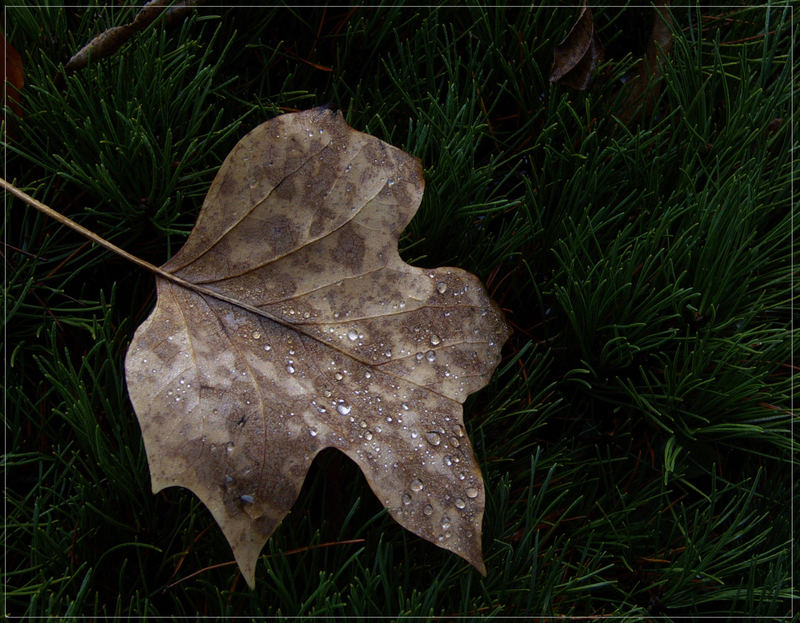 Das Blatt mit Silbernen Tropfen.