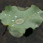 das Blatt mit wasser perlen.