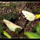 Das Blatt und der Schmetterling