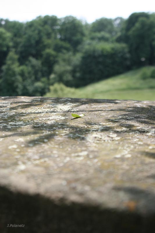 das Blatt vor dem Wald