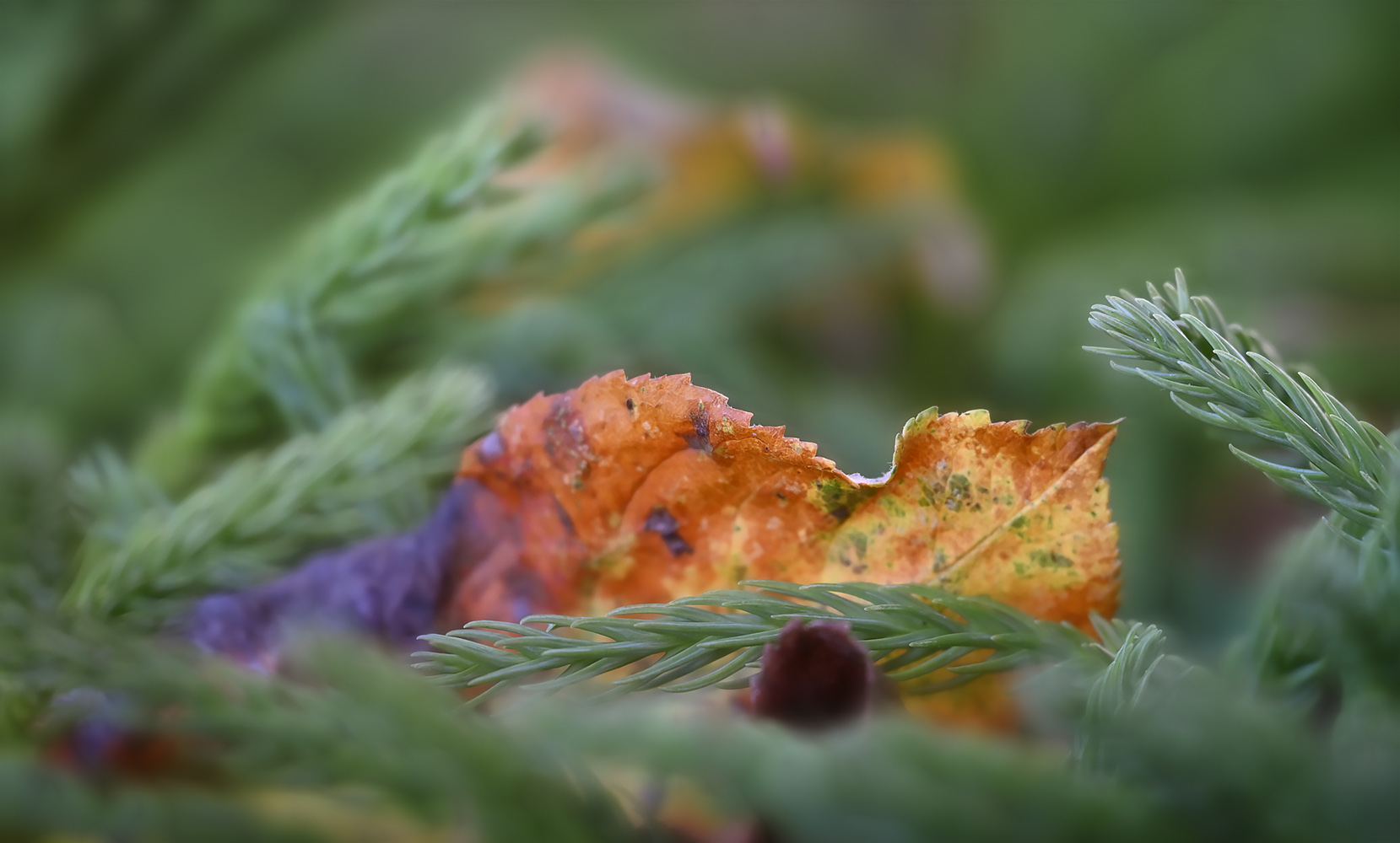 das blatt wollte sich vor mir verstecken ...