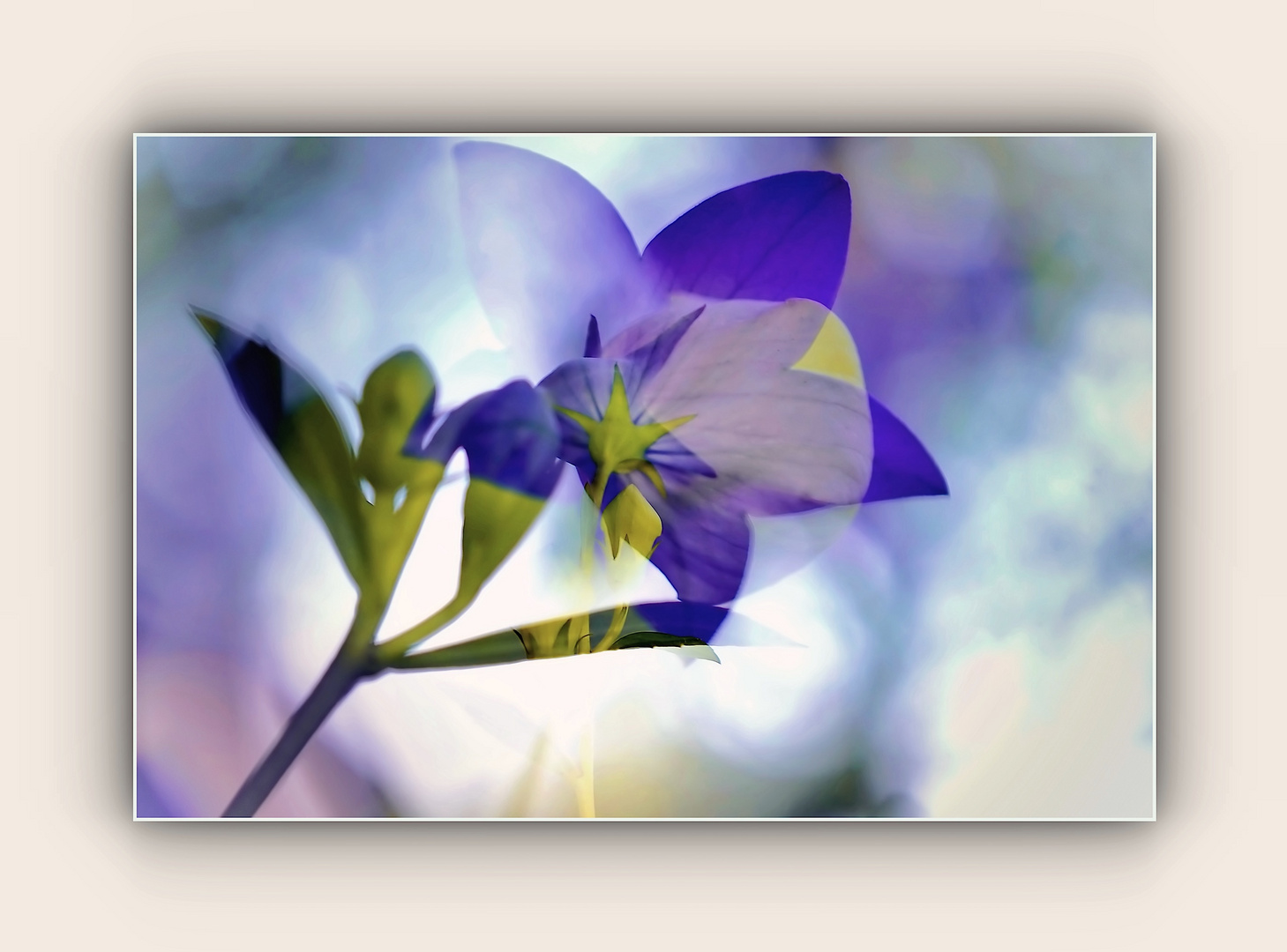 das Blau der Ballonblume