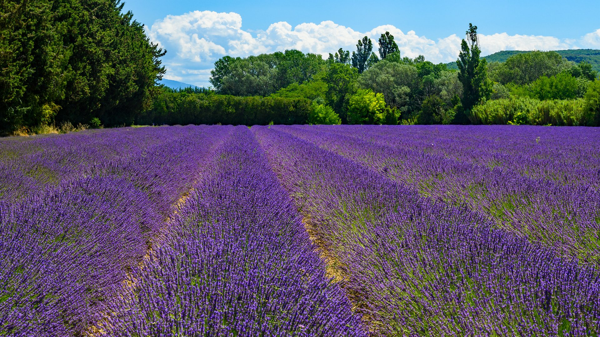 Das Blau der Provence - Le bleu de Provence
