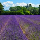 Das Blau der Provence - Le bleu de Provence