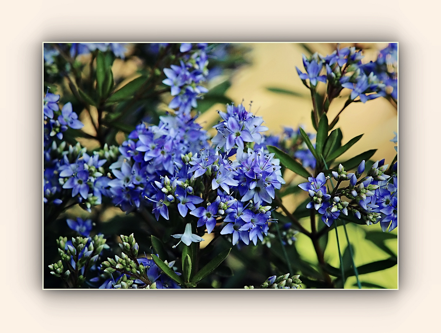 das Blau der Veronika