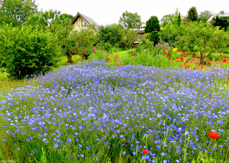 Das  Blau der Wiese