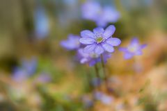 Das Blau des Frühlings