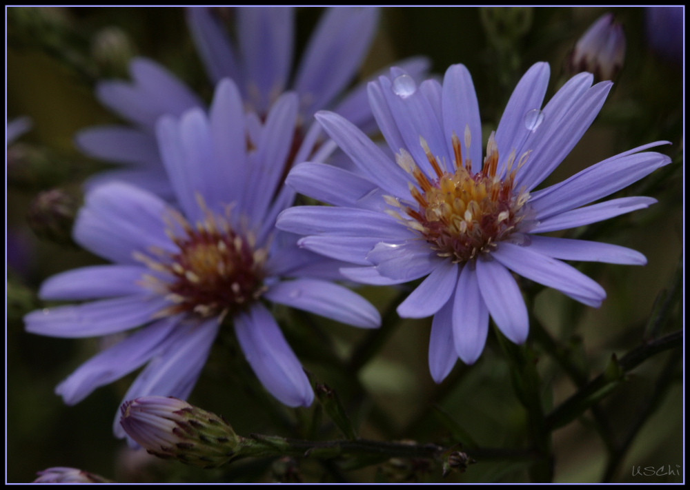 Das Blau des Herbstes