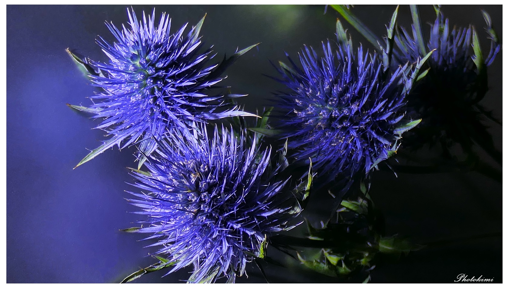 Das Blau des Mannstreu (Eryngium)