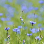 Das Blau des Sommer