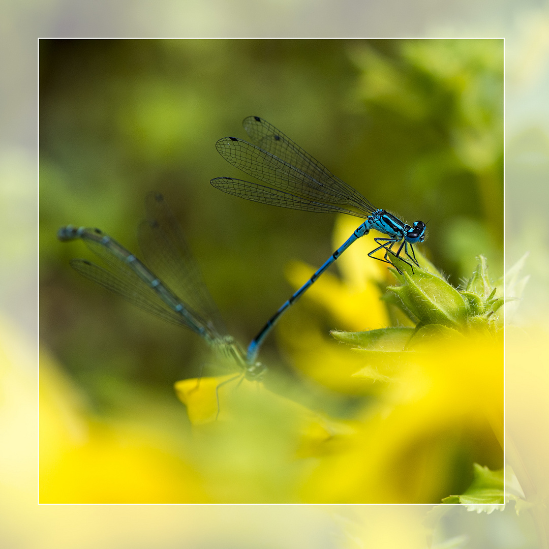 Das Blau im Gelb