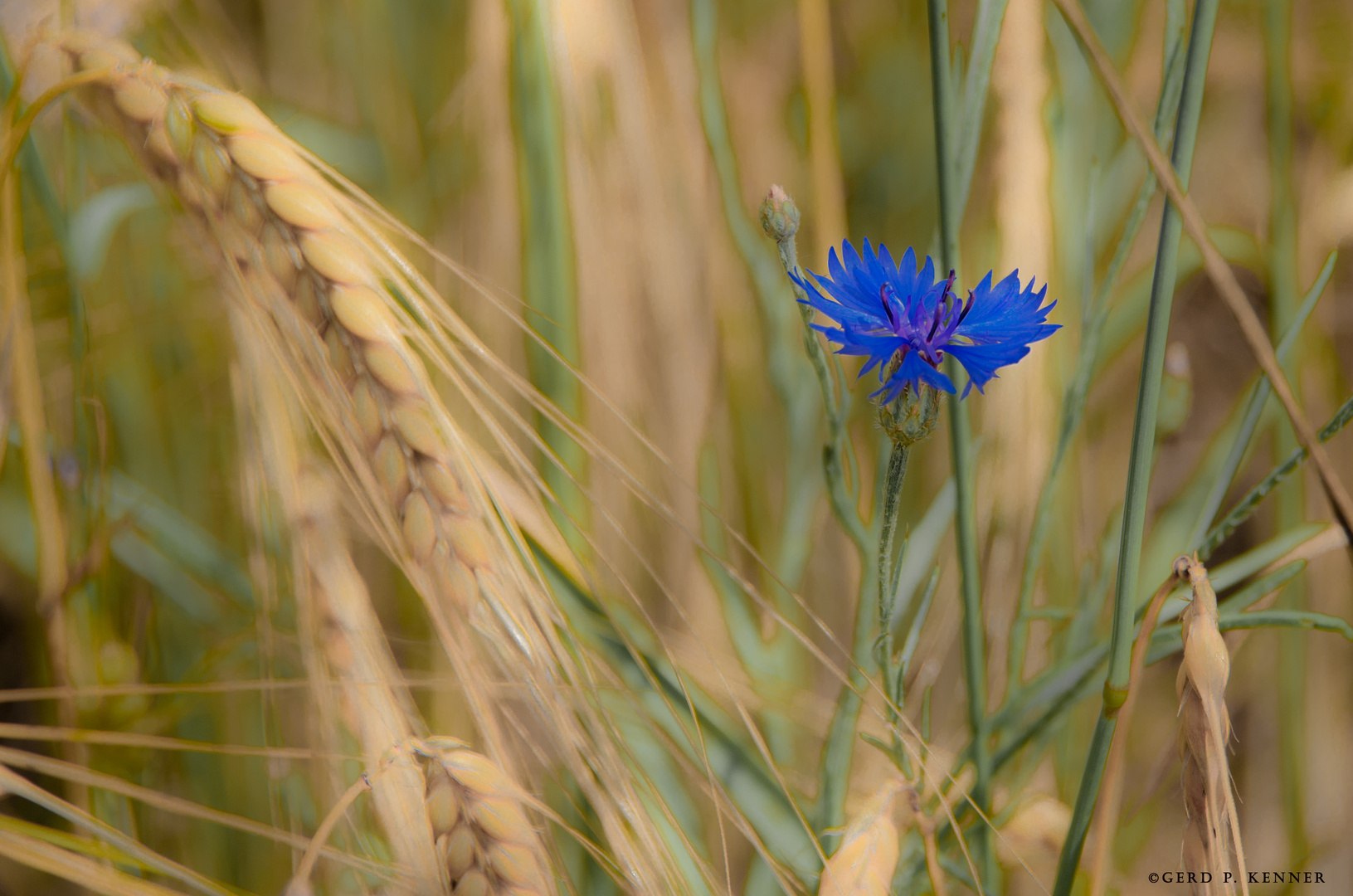 das Blau im Kornfeld