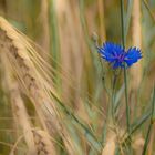 das Blau im Kornfeld