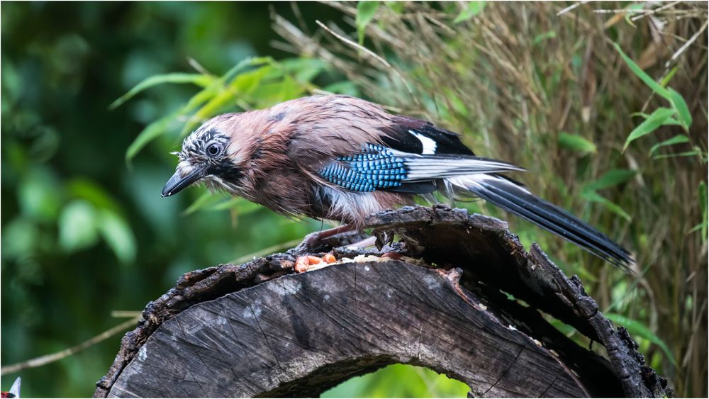 Das Blau macht ihn so faszinierend.. Foto & Bild tiere, wildlife