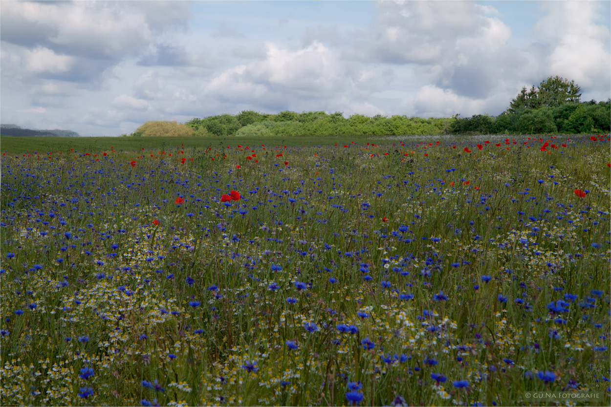 Das blau-weiß-rote Feld