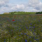 Das blau-weiß-rote Feld