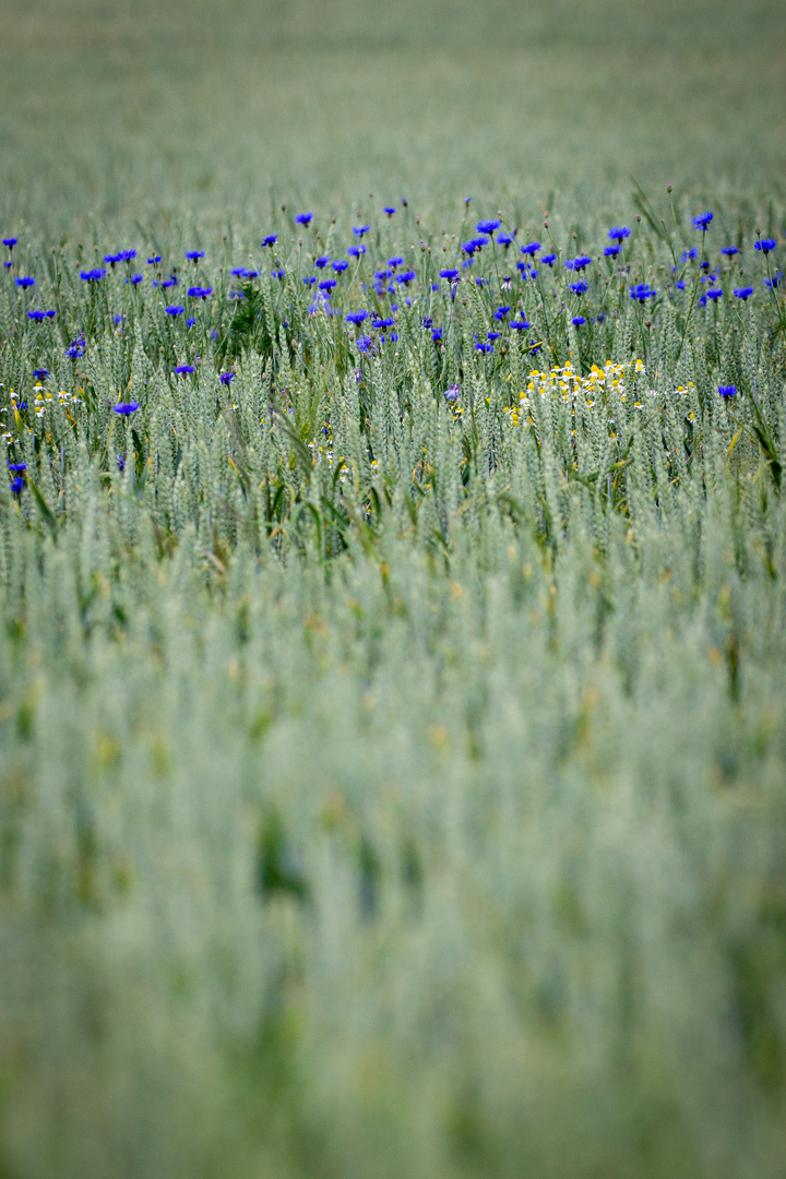 Das Blaue Band