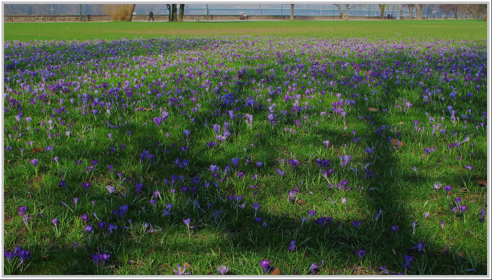 das blaue Band am Rhein