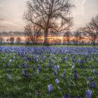 Das blaue Band am Rhein