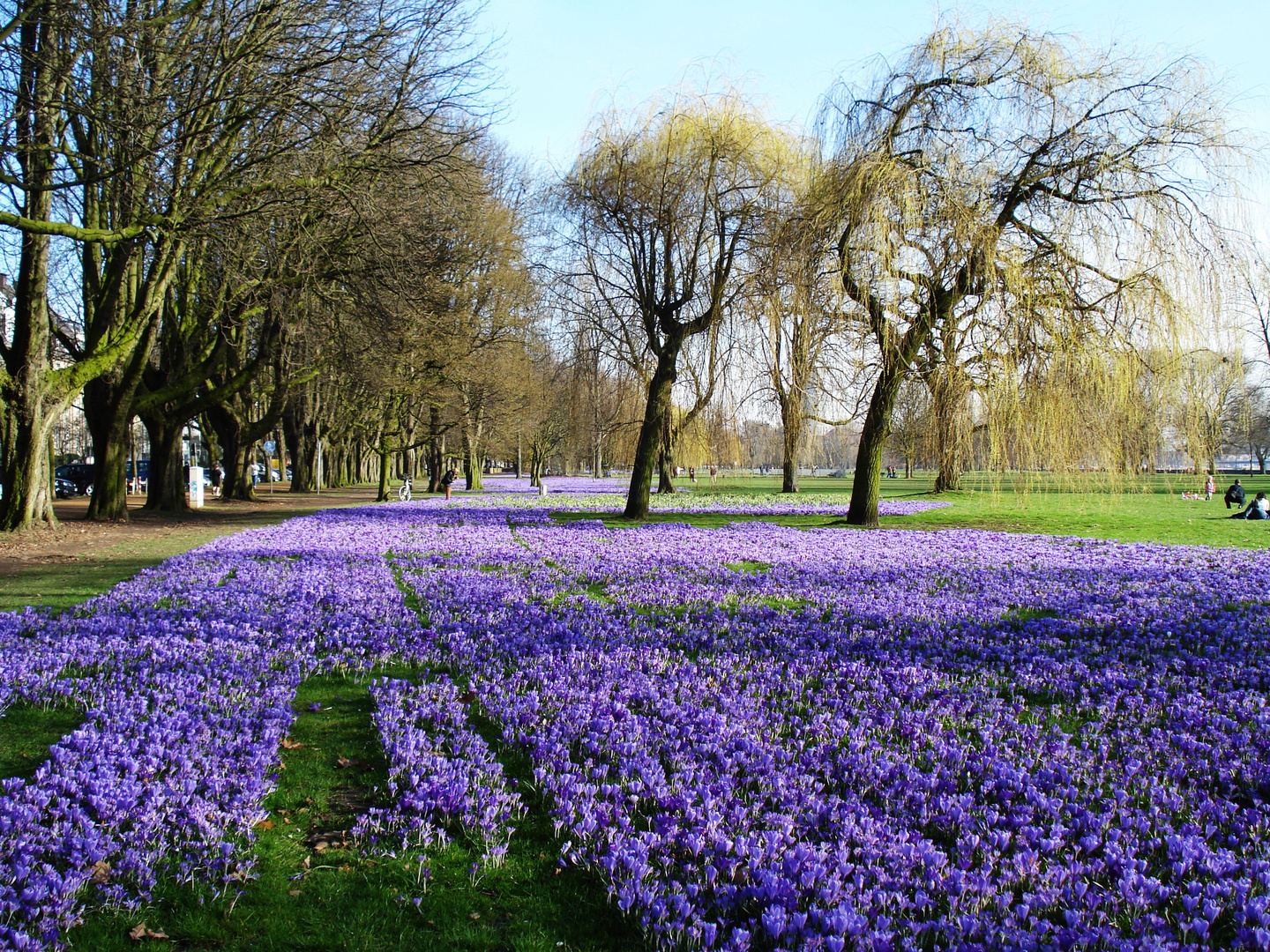 Das blaue Band am Rhein, Düsseldorf