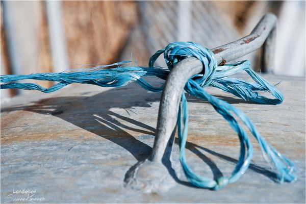 Das blaue Band | Blue Ribbon