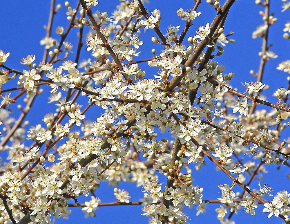 Das blaue Band des Frühlings