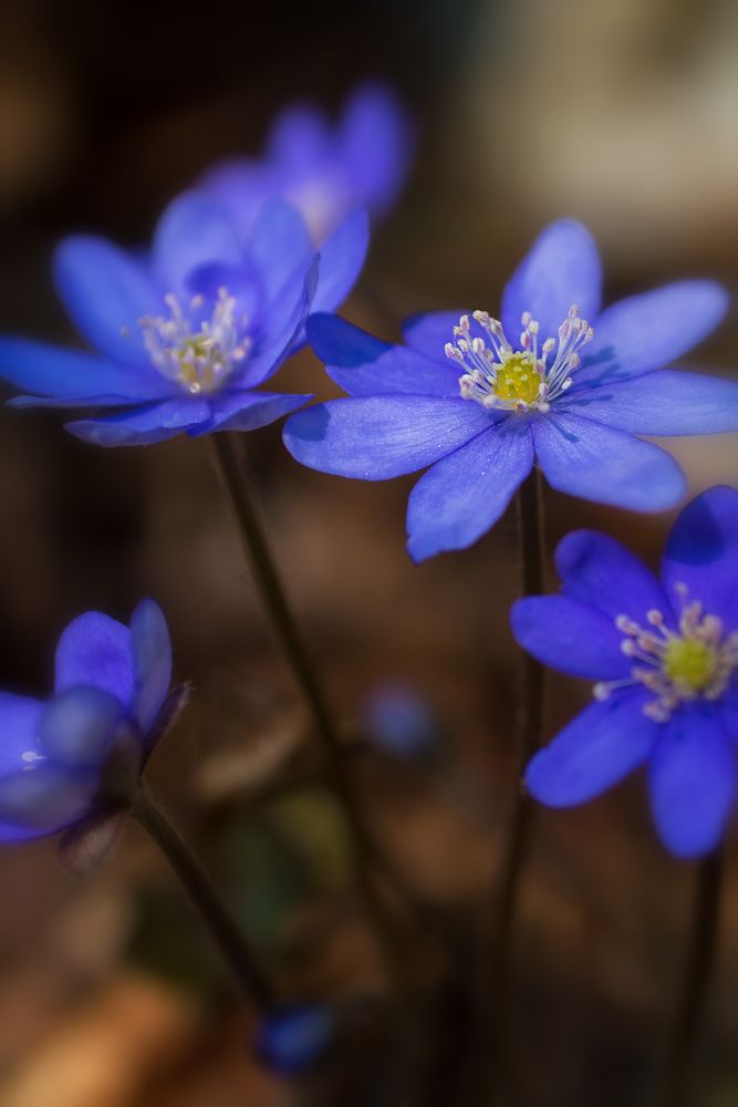 Das blaue Band des Frühlings