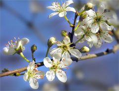 Das blaue Band des Frühlings