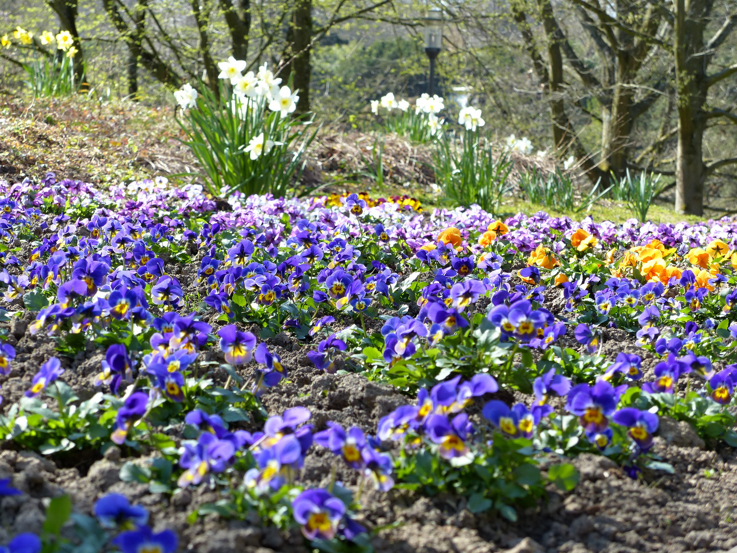 das blaue Band des Frühlings