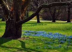 Das Blaue Band des Frühlings