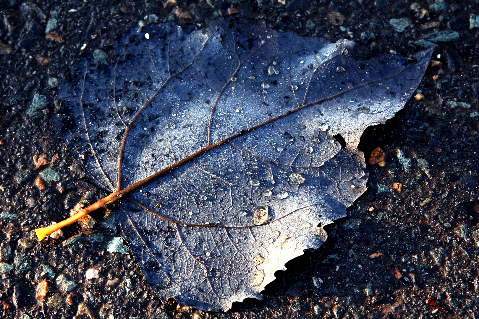 Das blaue Blatt