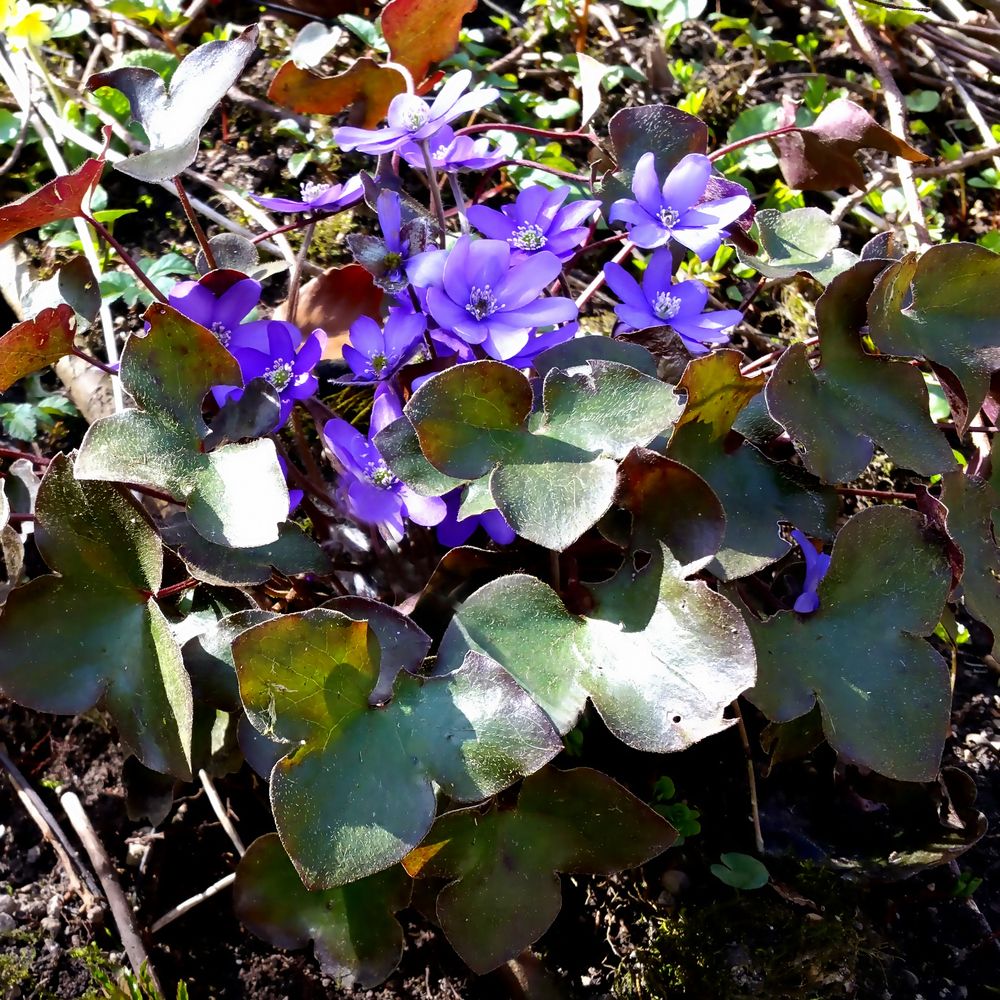 Das blaue Blümchen