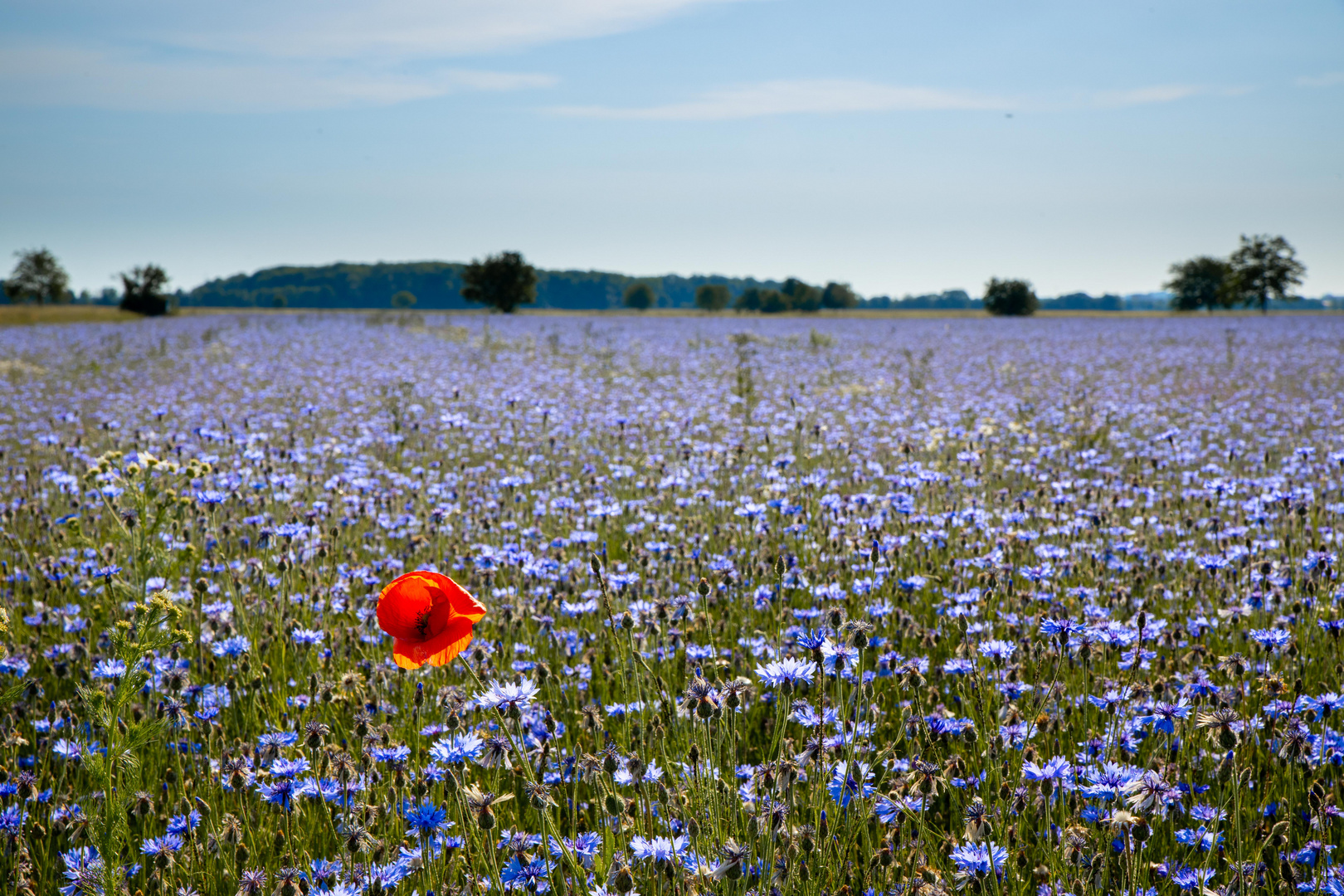 Das blaue Feld